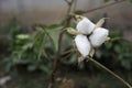 Natural stem of cotton flowers producing raw cotton for textile industry Royalty Free Stock Photo