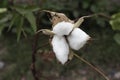 Natural stem of cotton flowers producing raw cotton for textile industry