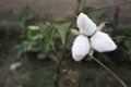 Natural stem of cotton flowers producing raw cotton for textile industry Royalty Free Stock Photo