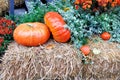 Two large orange pumpkins surrounded by autumn greenery and flowers on straw guard the entrance to the house Royalty Free Stock Photo