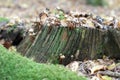 Natural still-life of haymaker mushrooms, moss in the foreground Royalty Free Stock Photo