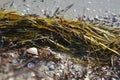 Natural still life of shells and seaweed on the seafront