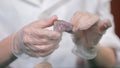 Natural stone amethyst or another mineral, stone. Wild amethyst in female hands in white gloves. Rock stone in hands Royalty Free Stock Photo