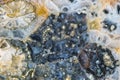 Natural stone background. Supermacro photo of agate in cells of fossilized coral