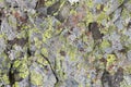 Natural stone background texture with green moss Royalty Free Stock Photo