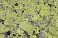 Natural stone background texture with green moss Royalty Free Stock Photo