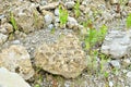 Natural stone dolomite in the limestone open-pit. Building materials, wall background, texture Royalty Free Stock Photo