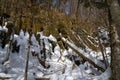 The natural stone pillars in taiga on Far East Royalty Free Stock Photo