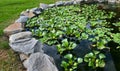 Natural stone pond