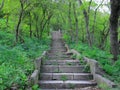 Natural stone staircase rises in the spring fresh green forest Royalty Free Stock Photo