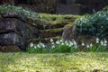 Natural stone stairs in a hillside garden with spring snowflake Royalty Free Stock Photo