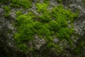 Natural Stone texture with Moos Royalty Free Stock Photo