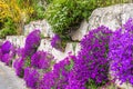 Natural stone wall with abundant blooming aubretia plants