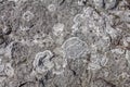 Lichen Rock Textures and background Royalty Free Stock Photo