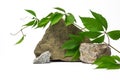 Natural stones with green leaves on a branch. white natural background. mokcup