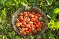 Natural strawberries collected into a glass bowl