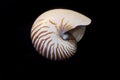 Natural striped nautilus shell on black background Royalty Free Stock Photo