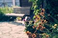 Natural summer background on the background of a wooden bench with space to copy. Beautiful garden flowers. Royalty Free Stock Photo