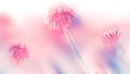 Natural summer background. Beautiful pink fairy dandelions in the sunlight. Artistic macro image in pink tone.