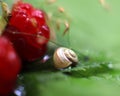 Natural summer background. Close-up of a small snail on a plant leaf in raindrops Royalty Free Stock Photo