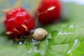 Natural summer background. Close-up of a small snail on a plant leaf in raindrops Royalty Free Stock Photo
