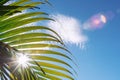 Natural summer background concept. Green palm leaf with sun beam and blue sky on background. Travel backdrop. Picture for add text Royalty Free Stock Photo