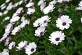 Natural summer background with daisies.