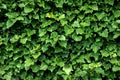 Natural summer background of green leaves