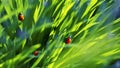 Natural summer background. A group of ladybirds in the green fresh summer grass.