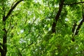 Natural summer background of many leaves of a large adult oak tree. A lot of green leafy, near the trunk, on a sunny warm day