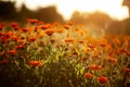 Natural summer background orange field flowers in the morning sun rays with soft blurred focus Royalty Free Stock Photo