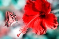 Natural summer background. Red pink butterfly on the beatiful red flower. Royalty Free Stock Photo