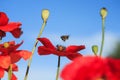 Natural summer background with small honey bee flies and colle Royalty Free Stock Photo