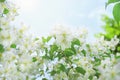 Natural summer background with white Jasmine blossoming flowers on a branch and blue clear spring sky, copy space Royalty Free Stock Photo