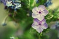 Natural summer blurred background with lilac flowers, toned imag