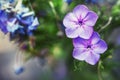 Natural summer blurred background with lilac flowers, toned imag Royalty Free Stock Photo