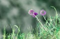 Natural summer floral abstract background. Forest flowers macro with soft focus on blurred light green background. Copy space Royalty Free Stock Photo