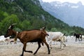 Natural summer landscape with grazing goats. Mountain valley during cloudy summer middle day