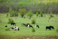 Natural summer landscape in Moldova.