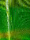 Natural summer and spring background. Tropical green palm leave detail. Green palm leaf texture for background. The background of Royalty Free Stock Photo