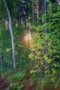 natural sun light rays shining through tree branches in summer morning Royalty Free Stock Photo