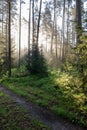 natural sun light rays shining through tree branches in summer morning Royalty Free Stock Photo