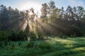natural sun light rays shining through tree branches in summer morning Royalty Free Stock Photo