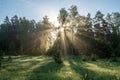 natural sun light rays shining through tree branches in summer morning Royalty Free Stock Photo