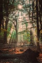 Natural sun light rays shining through tree branches in summer morning with rain drops on wet foliage Royalty Free Stock Photo