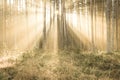 natural sun light rays shining through tree branches in summer morning - vintage retro look Royalty Free Stock Photo