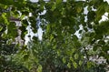 Natural sun protection with a grape vine grown next to a south facing balcony