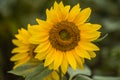 Natural sunflower growing in field background Royalty Free Stock Photo