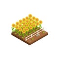 Natural Sunflower Plantation Composition Royalty Free Stock Photo