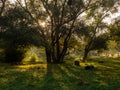 Natural sunlight and sun rays through woods trees in forest autumn early morning Royalty Free Stock Photo